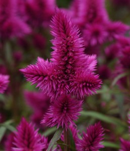 Celosia Intenz