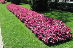 Sunpatiens