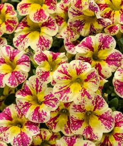 Calibrachoa Holy Moly