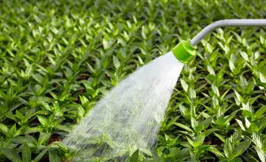 Watering