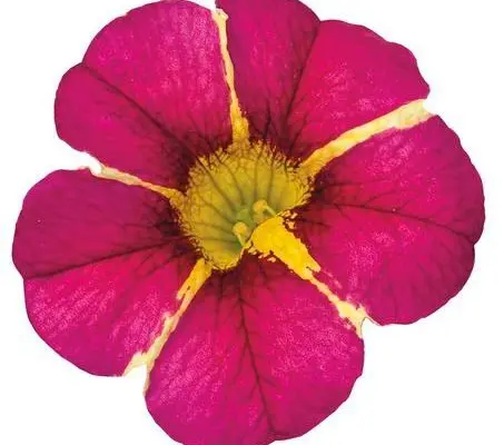 Calibrachoa