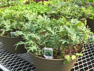 Lettuce & Leafy Green Bowls