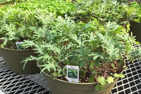 Lettuce & Leafy Green Bowls